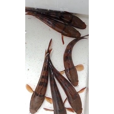 Ikan Gabus Hias Chana Red Barito Original 100%