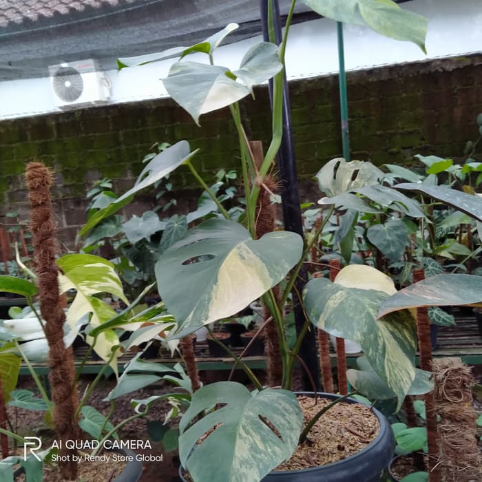 Tanaman hias monstera marmorata - monstera varigata