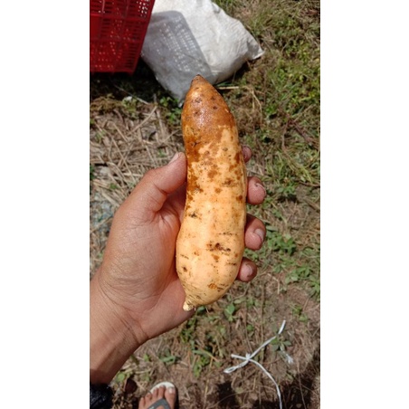 

ubi cilembu