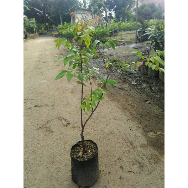 Bibit Belimbing Bangkok