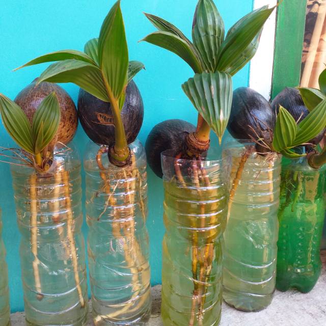 Bonsai kelapa minion batok nungging