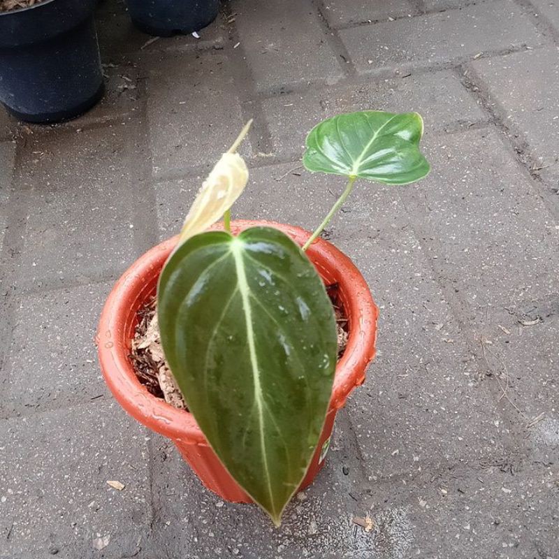PHILODENDRON MELANOCHRYSUM / MELANO / MILANO