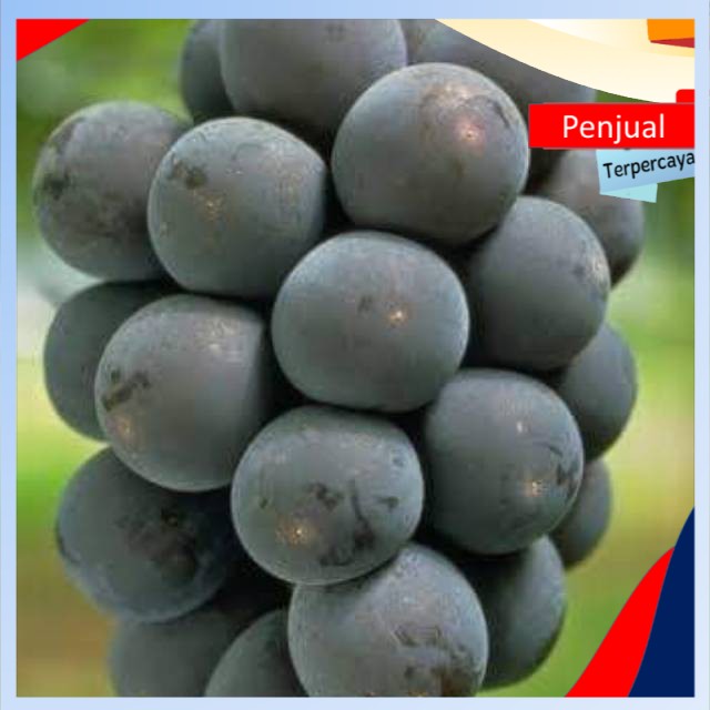 

/cod/ Bibit Anggur import kyohou original Ktn