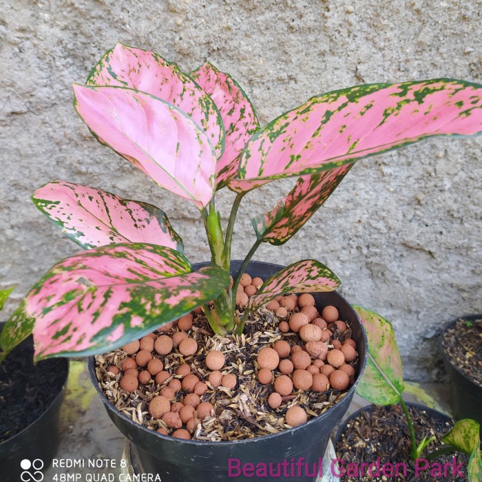 BUNGA AGLONEMA LADY VALENTINE TANAMAN AGLONEMA LADY VALENTINE MURAH MENOR WARNA PINK CANTIK