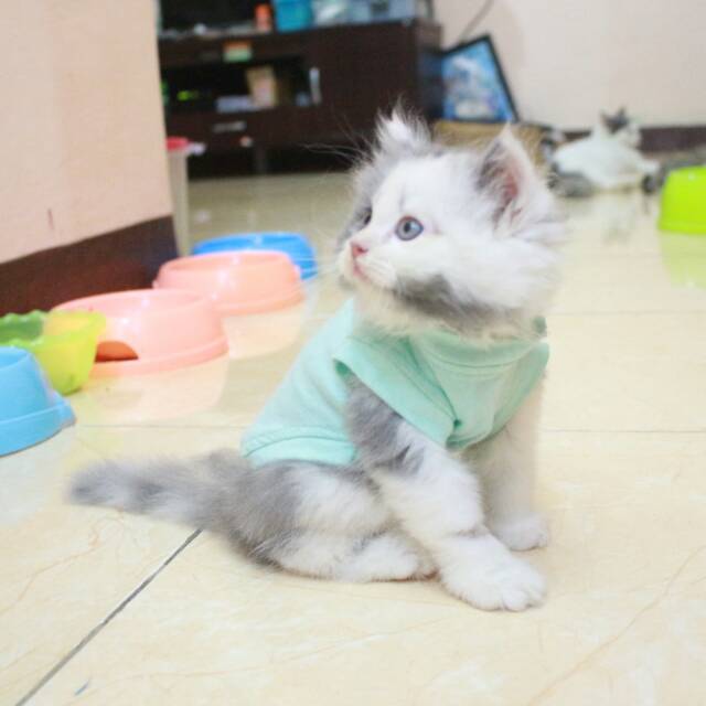 Kaos ucansee polos warna toska untuk kucing &amp; anjing /Jual Baju Kucing Terlengkap Size S-XL