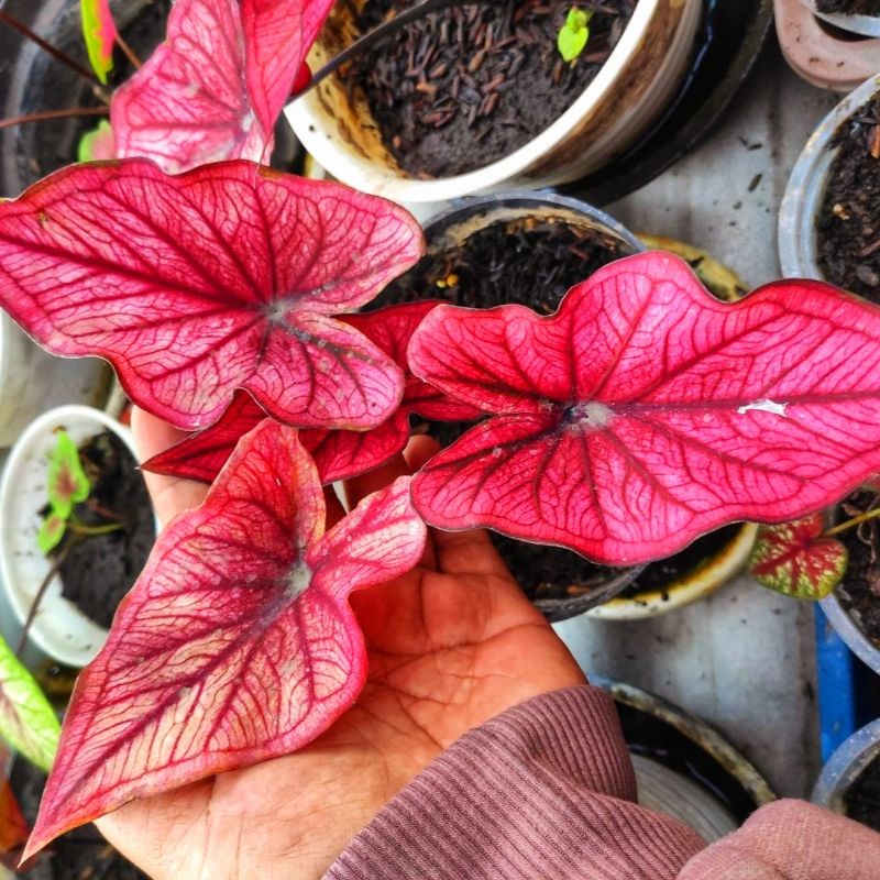 Caladium Sriwijaya / bunga keladi / tanaman hias keladi murah / tanaman keladi hidup / caladium thai