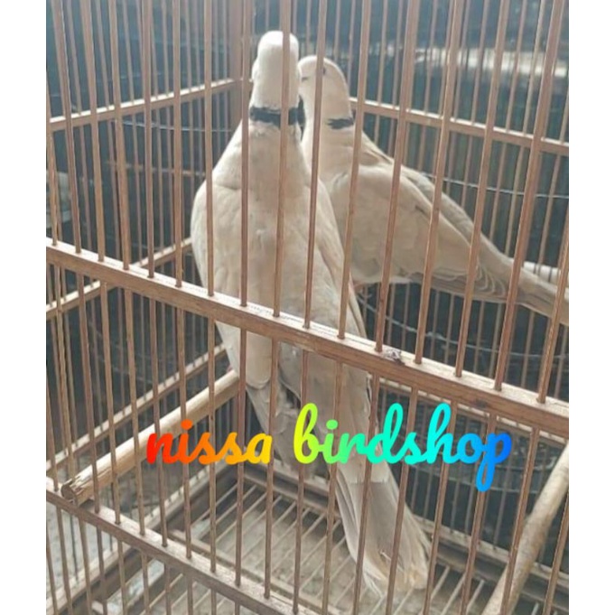 burung puter pelung dewasa sepasang siap ternak