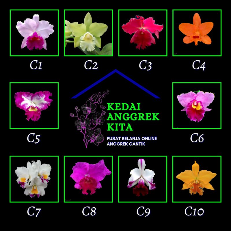 seedling anggrek cattleya bunga harum