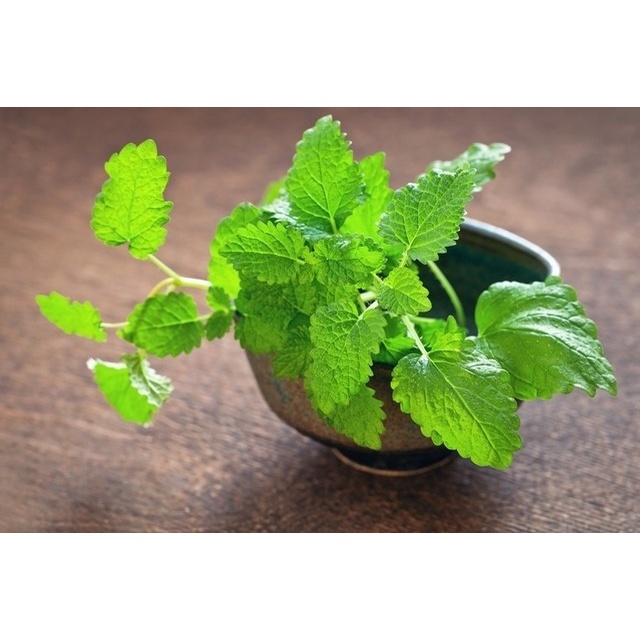 Benih-Bibit Lemon Balm (iSeed-U)