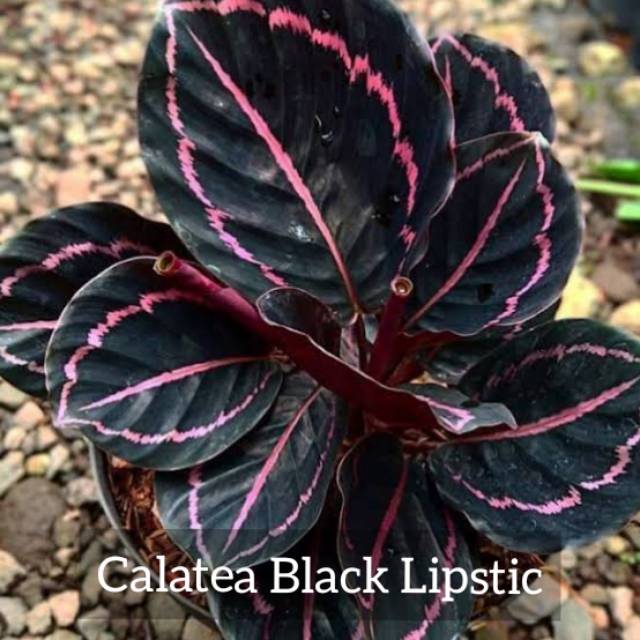 Calatea Black Lipstic - Tanaman Hias Catalea