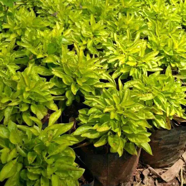 Krokot kuning - tanaman hias krokot kuning - krokot - hiasan taman - pohon krokot kuning