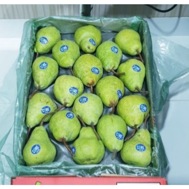 

Buah pear pir hijau packham Africa import fresh 1 dus