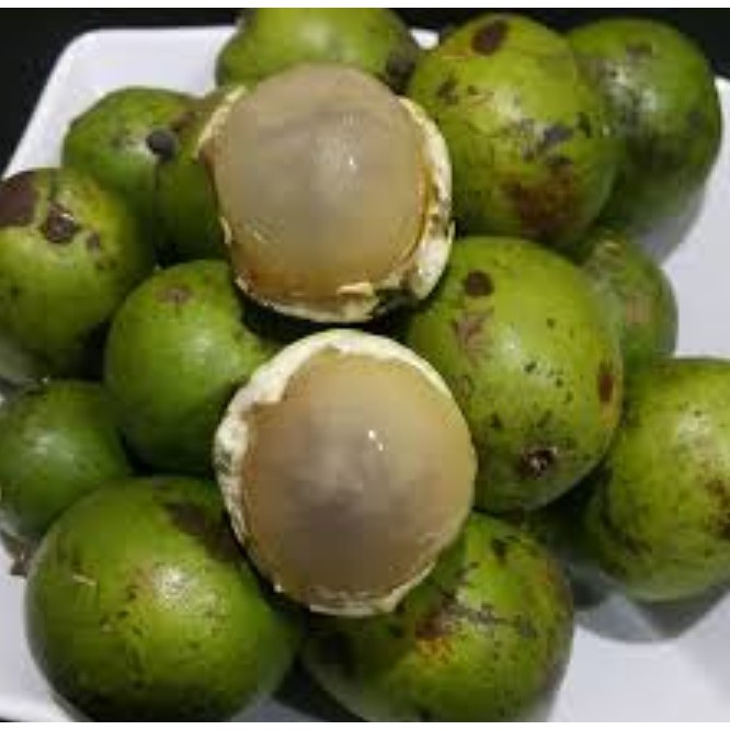 Bibit Matoa Kulit Hijau