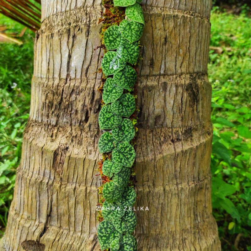 paket 2 jenis rhapidiphora, piper clypeatum