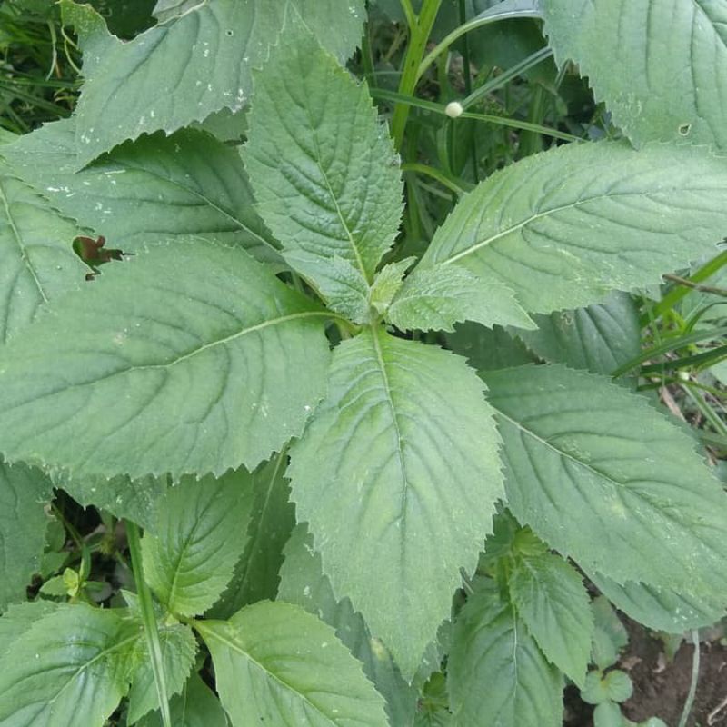 

daun sintrong/jentik manis untuk kesehatan