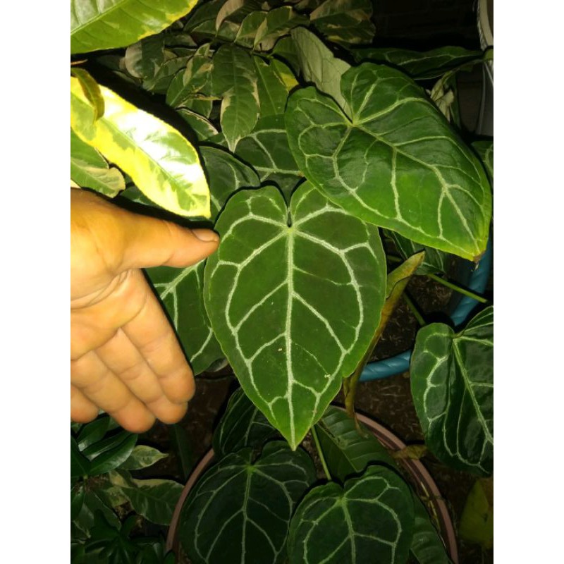 Anthurium Kuping Gajah Tarantula / Tanaman Hias Gajah Tarantula