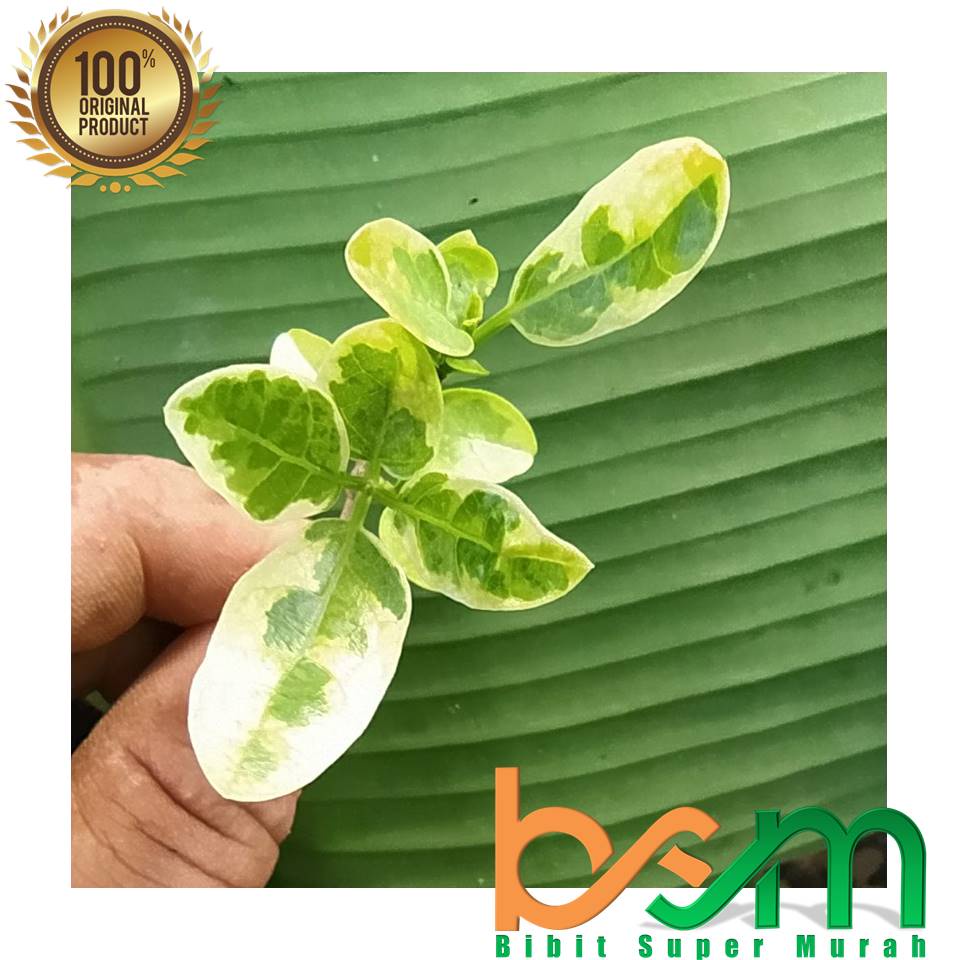 Bonsai Sancang Varigata Mini Valid Bergaransi