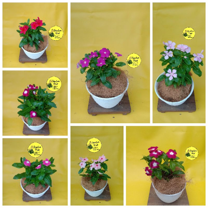 TANAMAN HIAS BUNGA VINCA + POT PUTIH