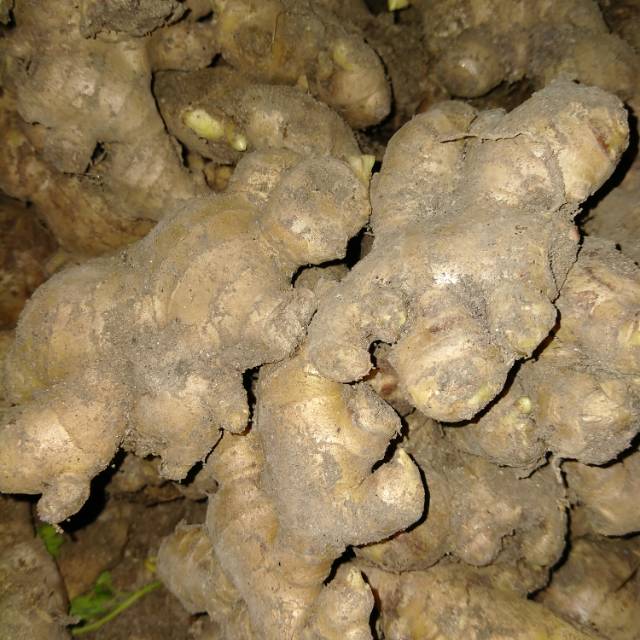 

Jahe medan,Laos (Lengkuas),kunir super 250gr/500gr/1kg.