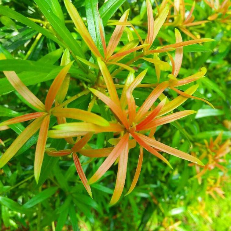 [AGEN] lohansung pucuk merah