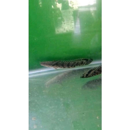 ikan palmas endlicheri palmas endiceri