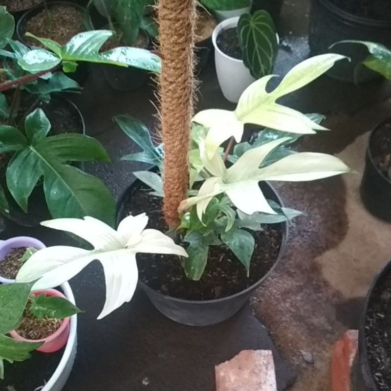 philodendron Florida ghost (mint)