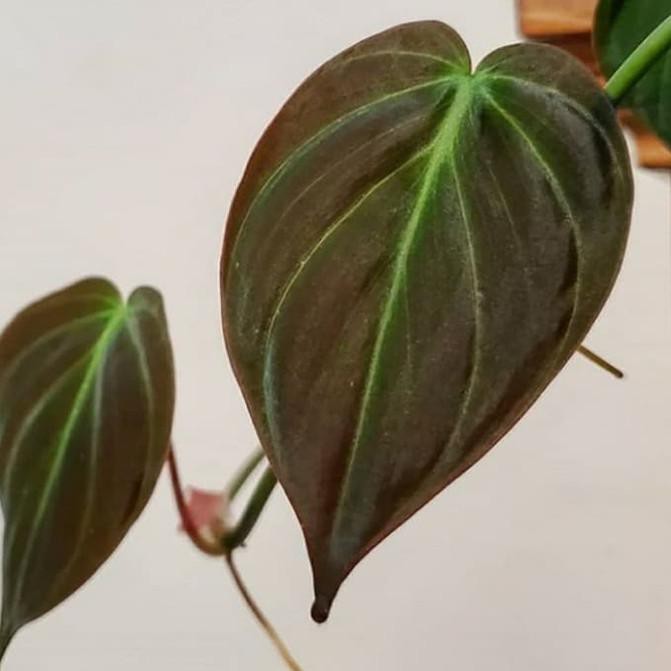 [Terlaris Today] Tanaman hias philodendron micans pilo mican tanaman indoor merambat bukan melano /