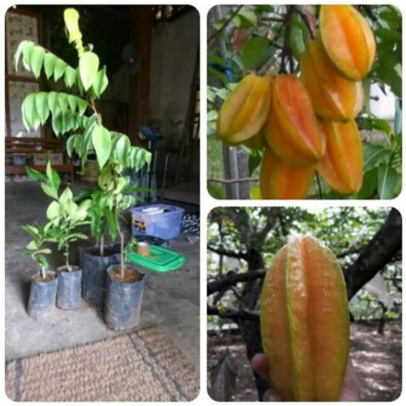 Bibit belimbing bangkok