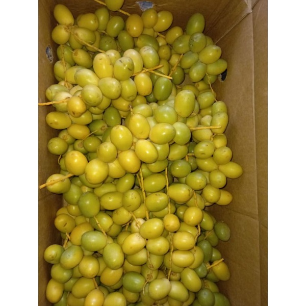 

kurma muda merah 1kg / promil alami