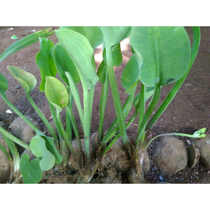 Bibit genjer gendot eceng sayur siap tanam