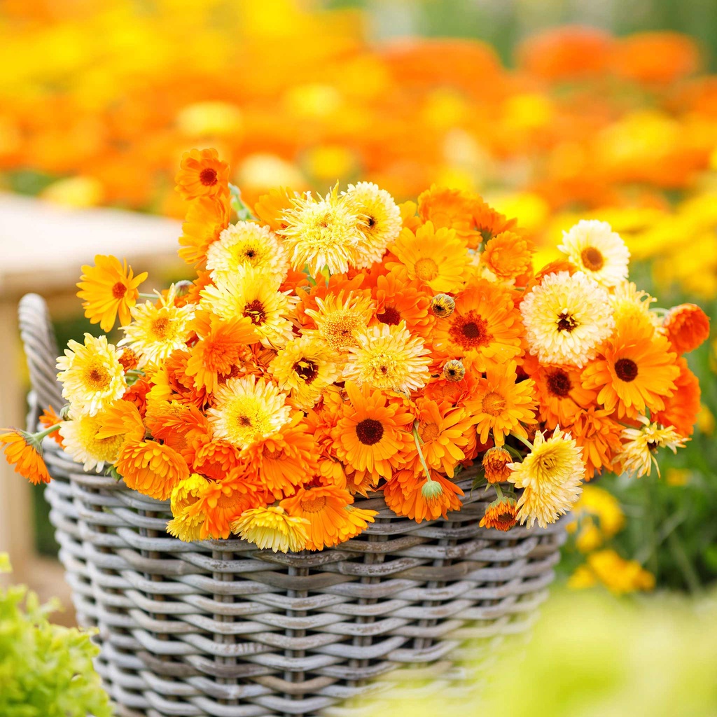 Benih Bibit Biji - Bunga Calendula Fiesta Gitana Mix Flower Seeds - IMPORT