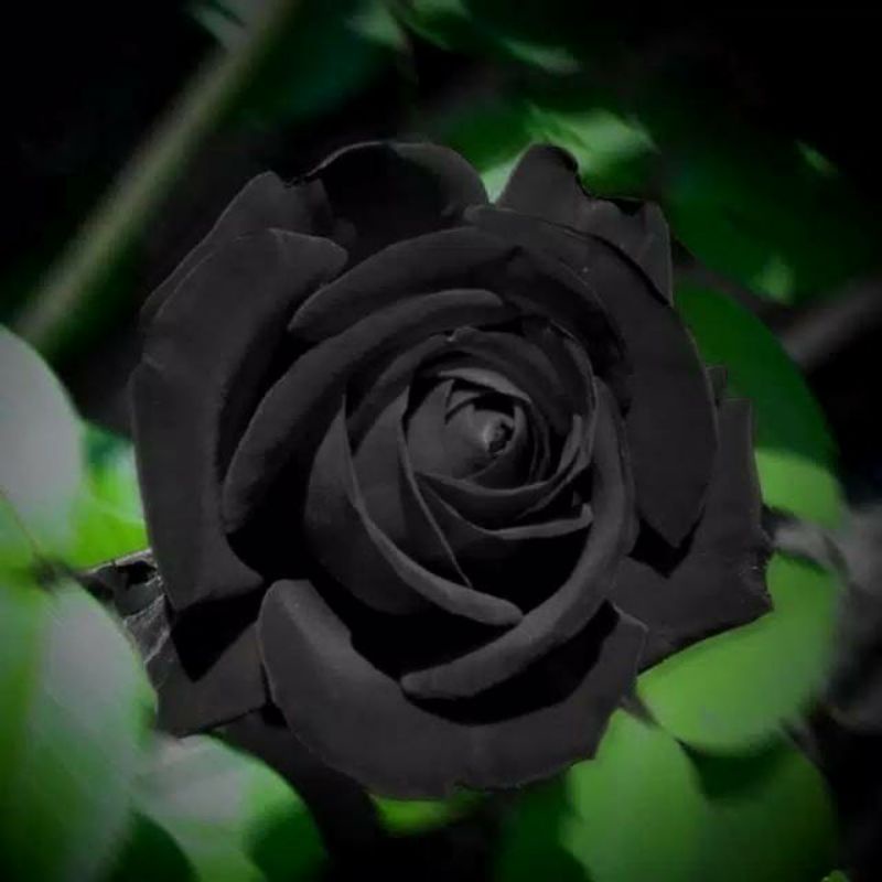 Biji Bunga Mawar Hitam Impor ( Black Rose )