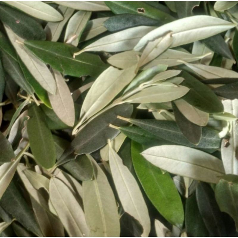 

promo 100gram daun Zaitun segar