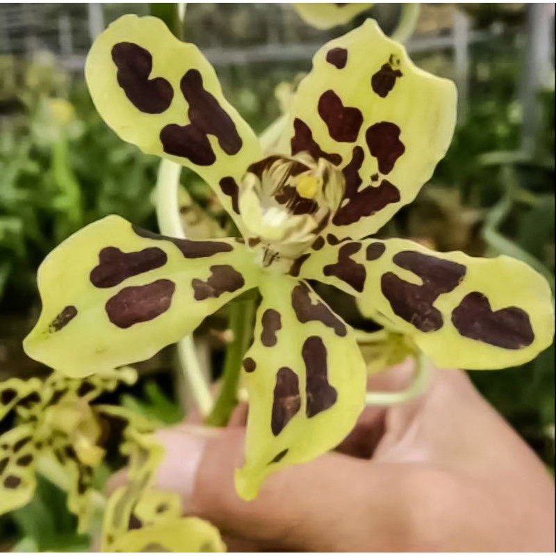 Anggrek Grammatophyllum Scriptum Dewasa