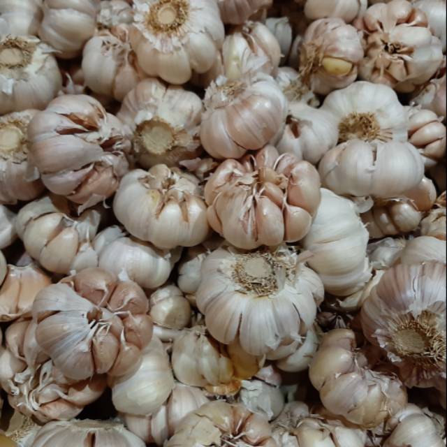 

Bawang putih honan banci