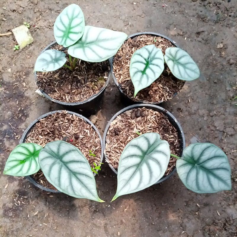 alocasia dragon silver / tengkorak silver daun 2-3