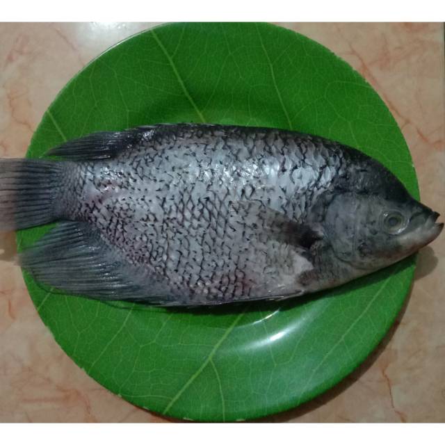 

Ikan gurame