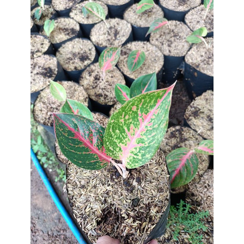 anakan big papa bunga aglonema bigpapa ukutan baby