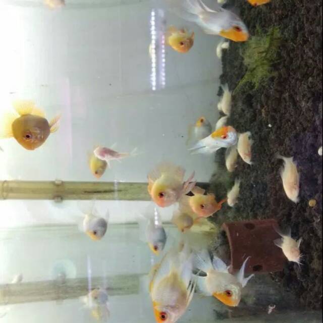 IKAN BLUE ELEKTRIK SLAYER SIZE L