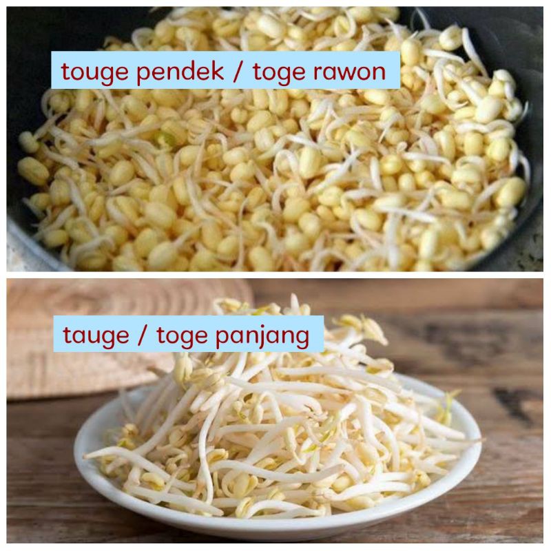 

Touge kecamba / toge panjang / toge rawon sayuran segar