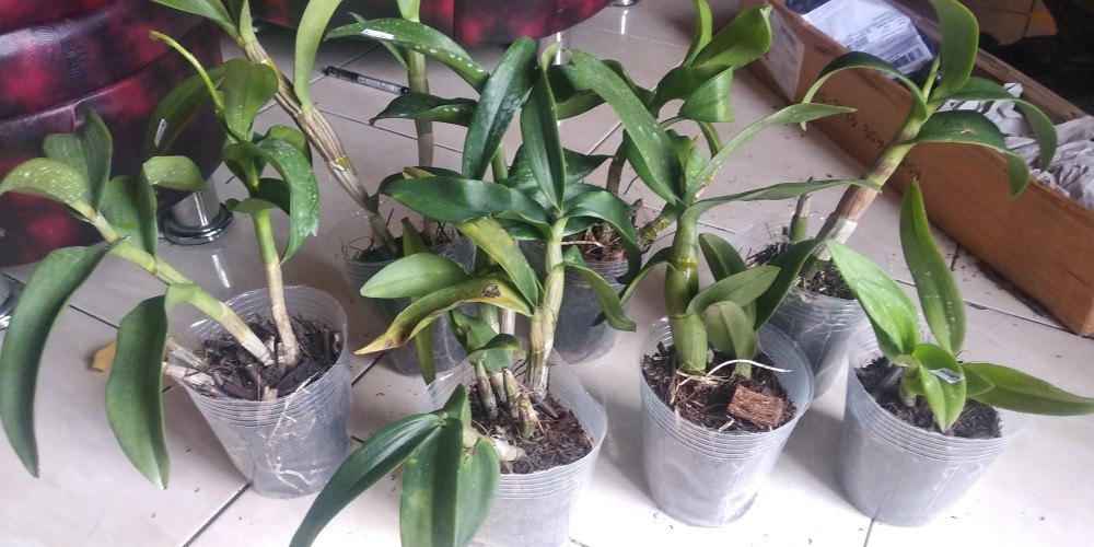 Anggrek Den White Diamon Star