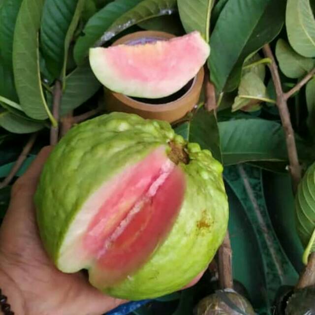Bibit Jambu Kristal Merah Super Jumbo Thailand 100% Asli Banyuwangi Manis Tebal Kenyal Fresh Cangkok