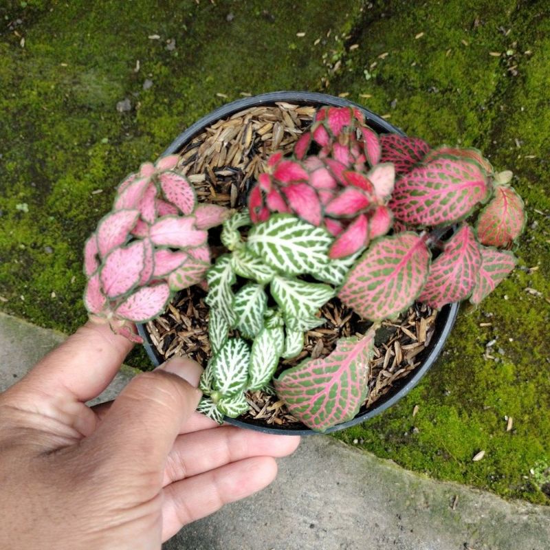 tanaman hias vitonia import daun tebal