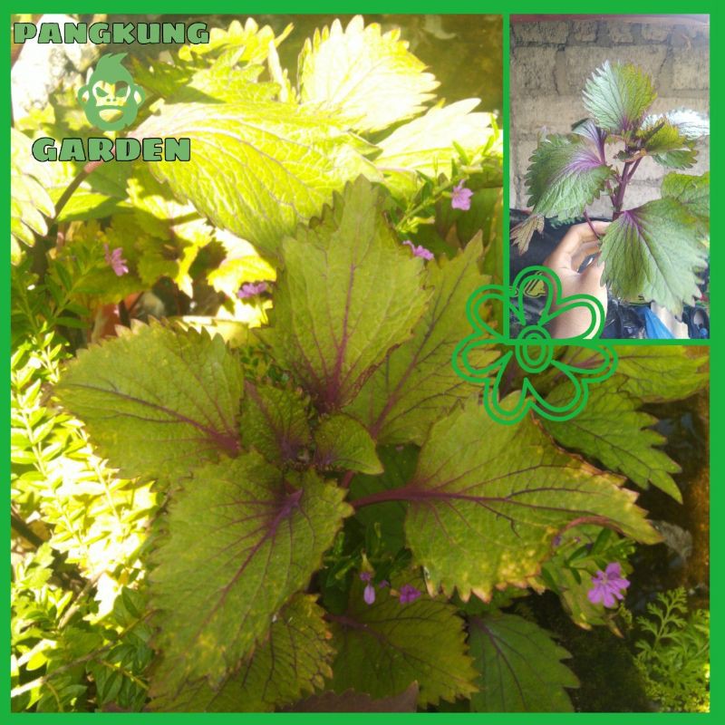 Tanaman Hias Miana | Coleus Scutellarioides