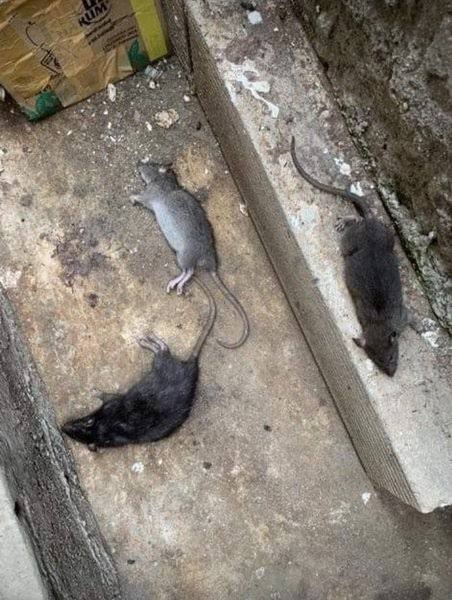 Ramtus Racun Tikus Ampuh Mati Kering Tidak Bau Pembasmi Curut Wirog Mencit Dirumah Di Mobil 12 Pack