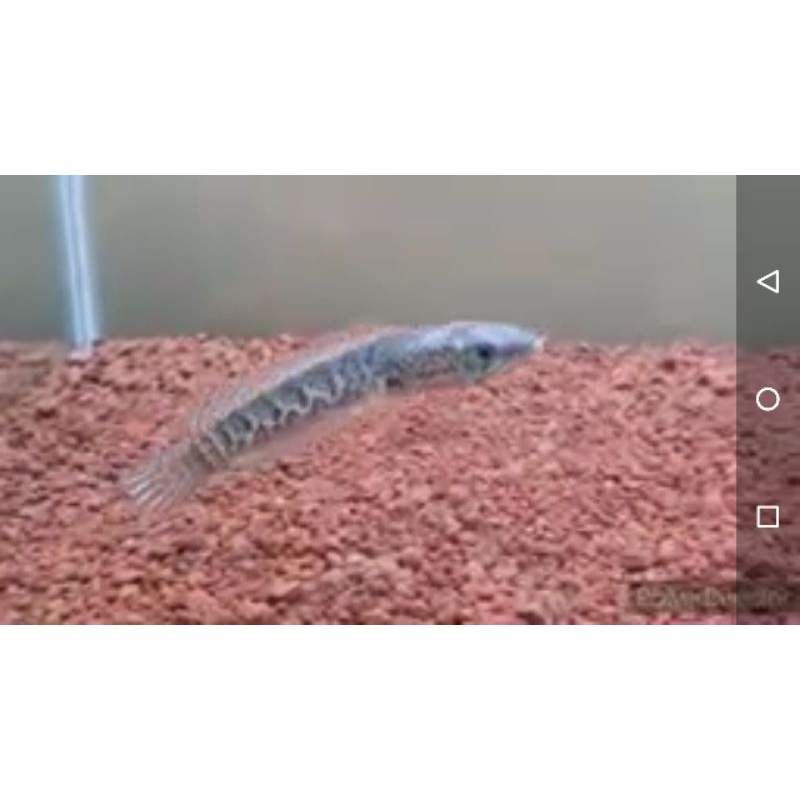 auranti maculata baby