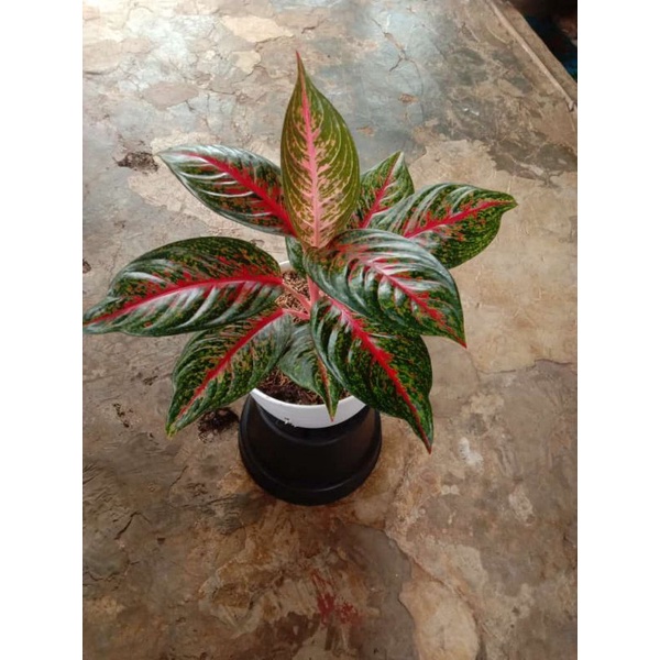 Tanaman hias bunga aglonema hot lady Rumpun