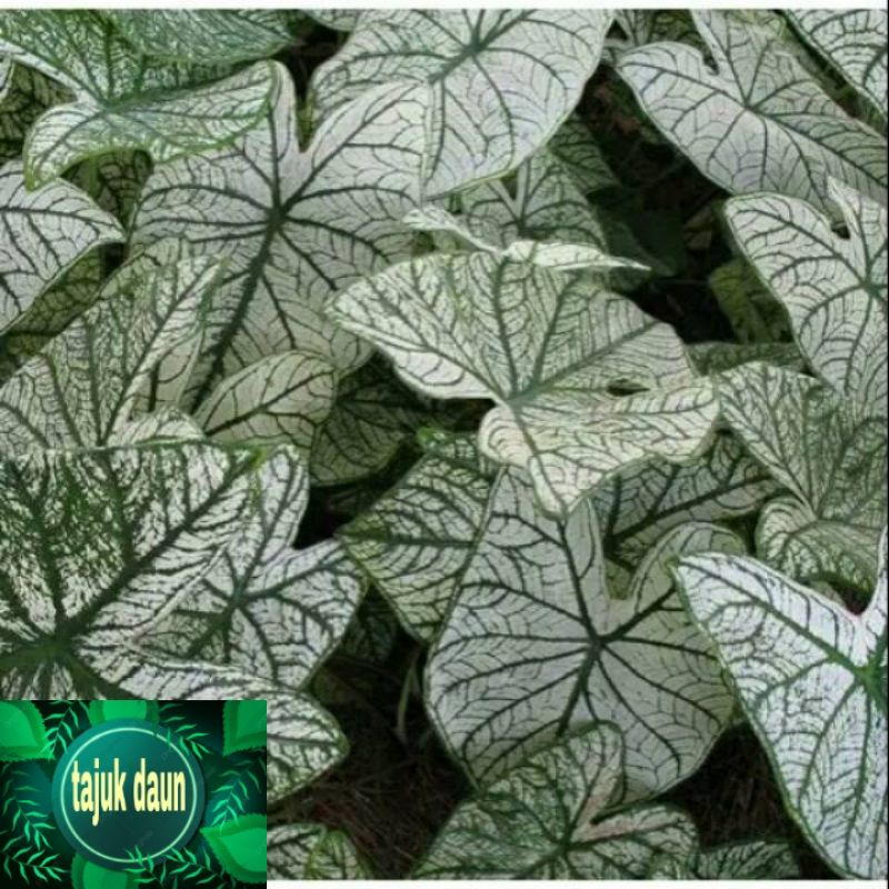 Tanaman hias murah bunga hidup caladium beauty thai white keladi putih indoor outdoor