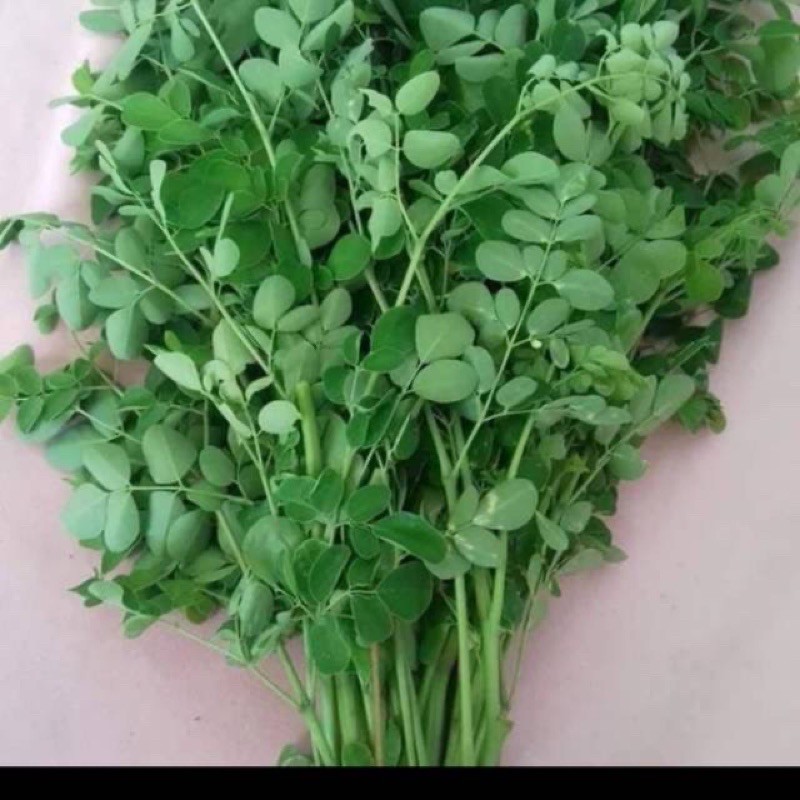 

daun kelor segar (baru petik)