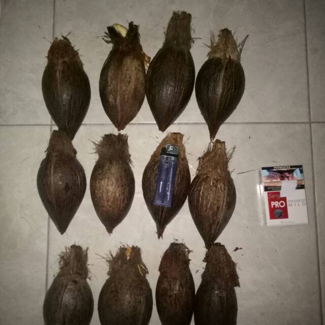 Bahan bonsai kelapa minion size 4